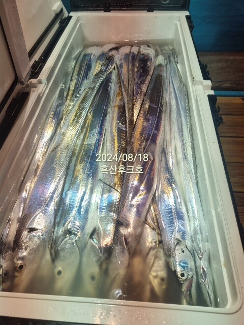 갈치 썸네일 2