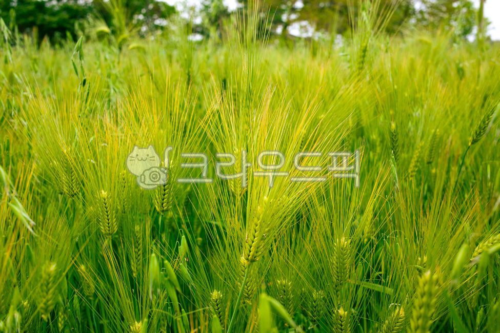 청보리(주) 청보리가득 6g×15개 썸네일 3
