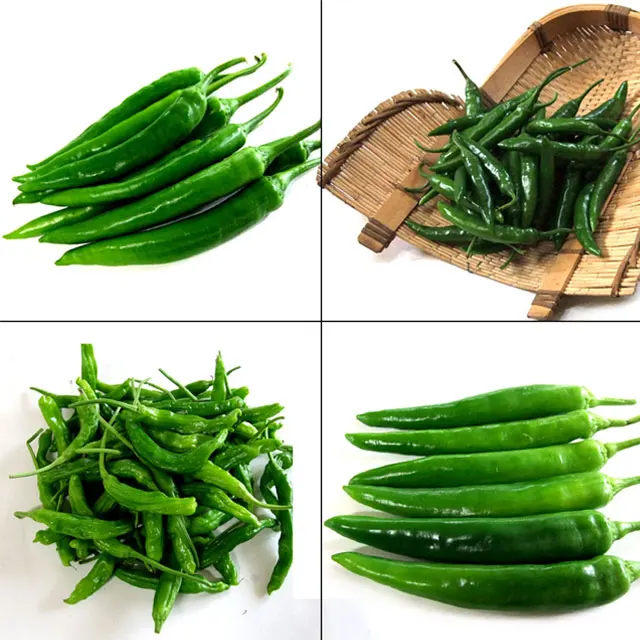 SY고추마을(금낭) 1kg 썸네일 3