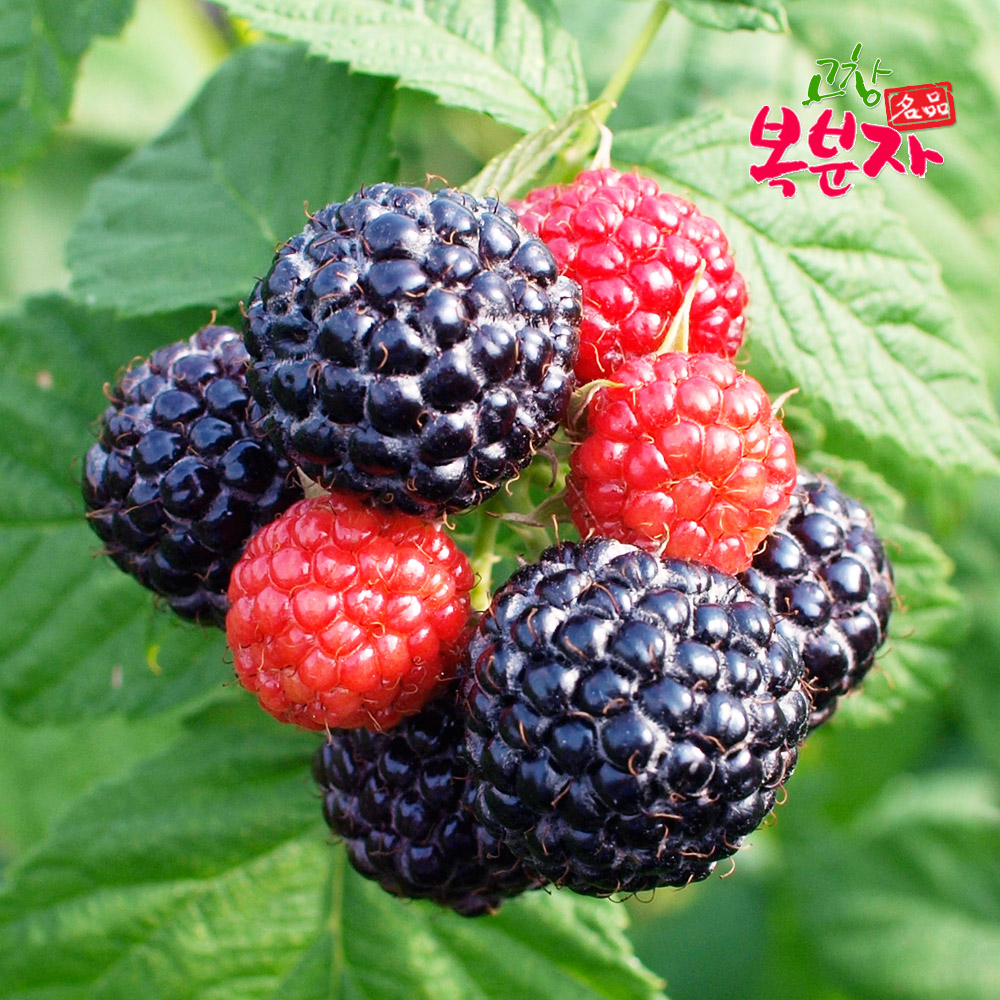 (주)상일 좋은상품 복분자 100ml 100000G x 1EA 썸네일 3
