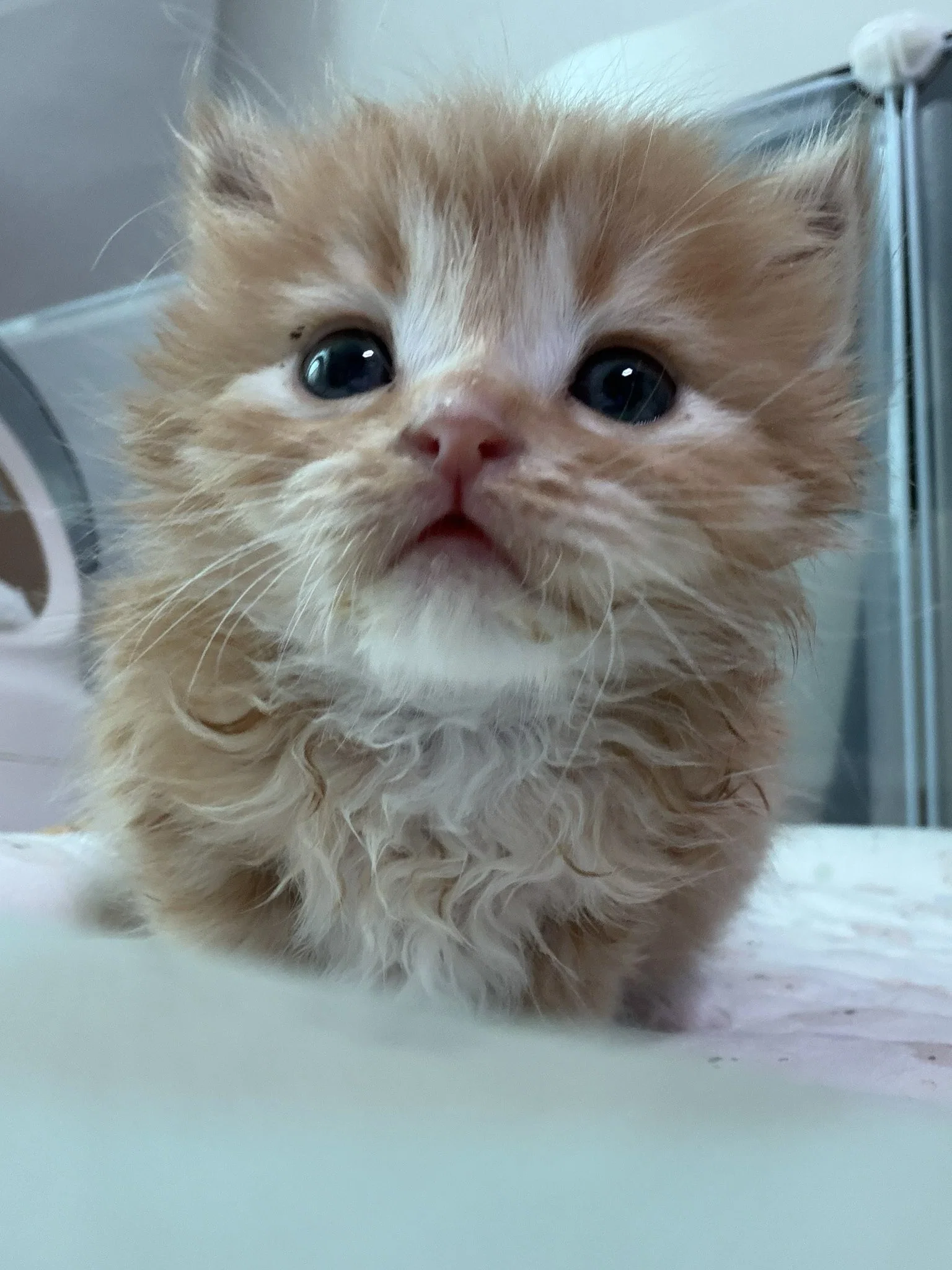 몰랑빵빵 고양이 썸네일 2