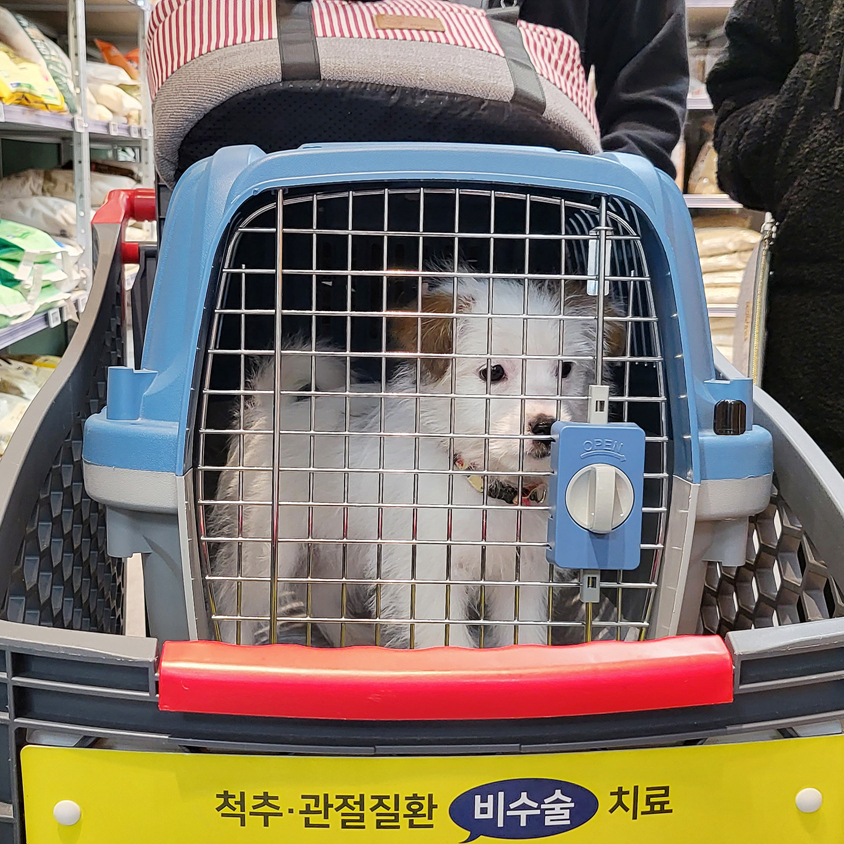 롯데)강아지 구조대 썸네일 3