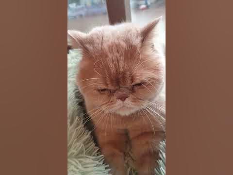 야옹이꾹꾹이 썸네일 2