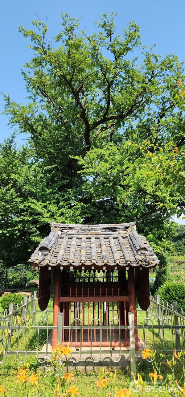 천년수 썸네일 2