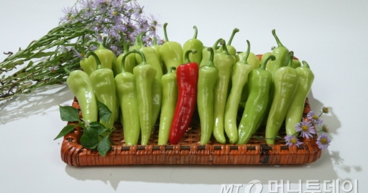 모악산 당조고추 잎茶 100EA 썸네일 2