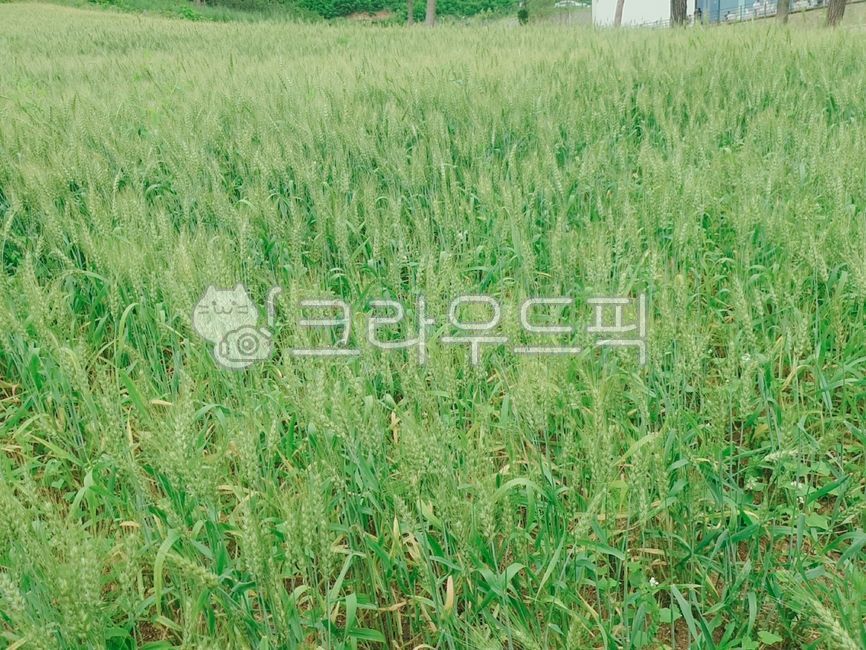 청보리(주) 보리가루 1kg 썸네일 3