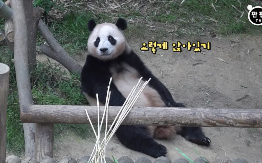곰탱이 비타 사이다향 썸네일 2