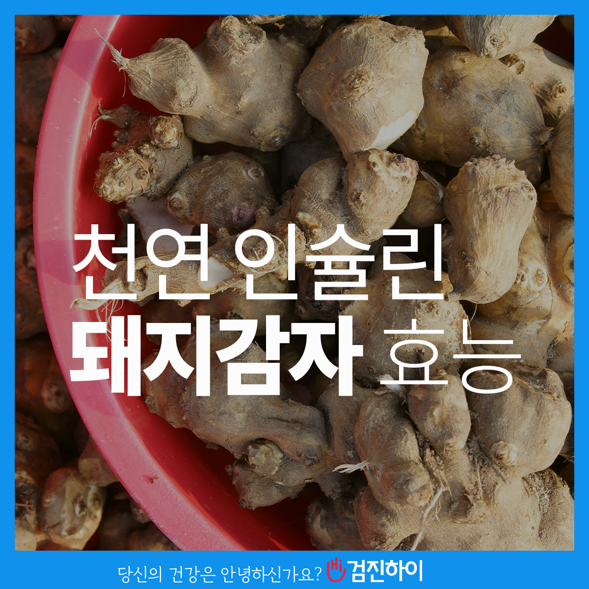 돼지감자 썸네일 2
