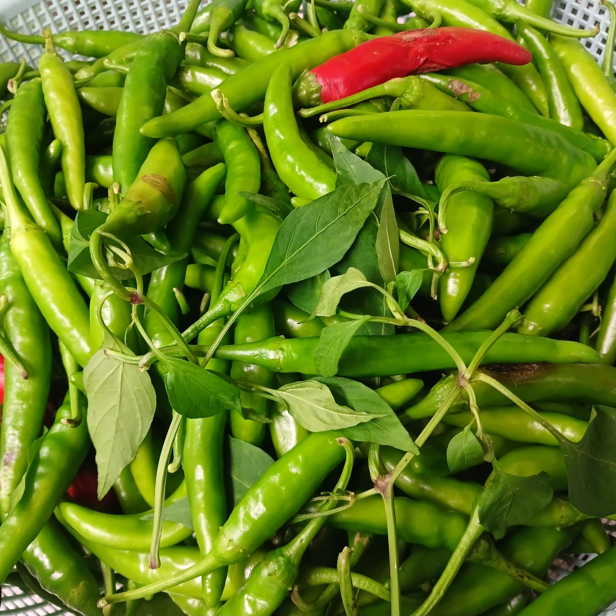 정민옥장아찌 청양고추 250g 썸네일 2