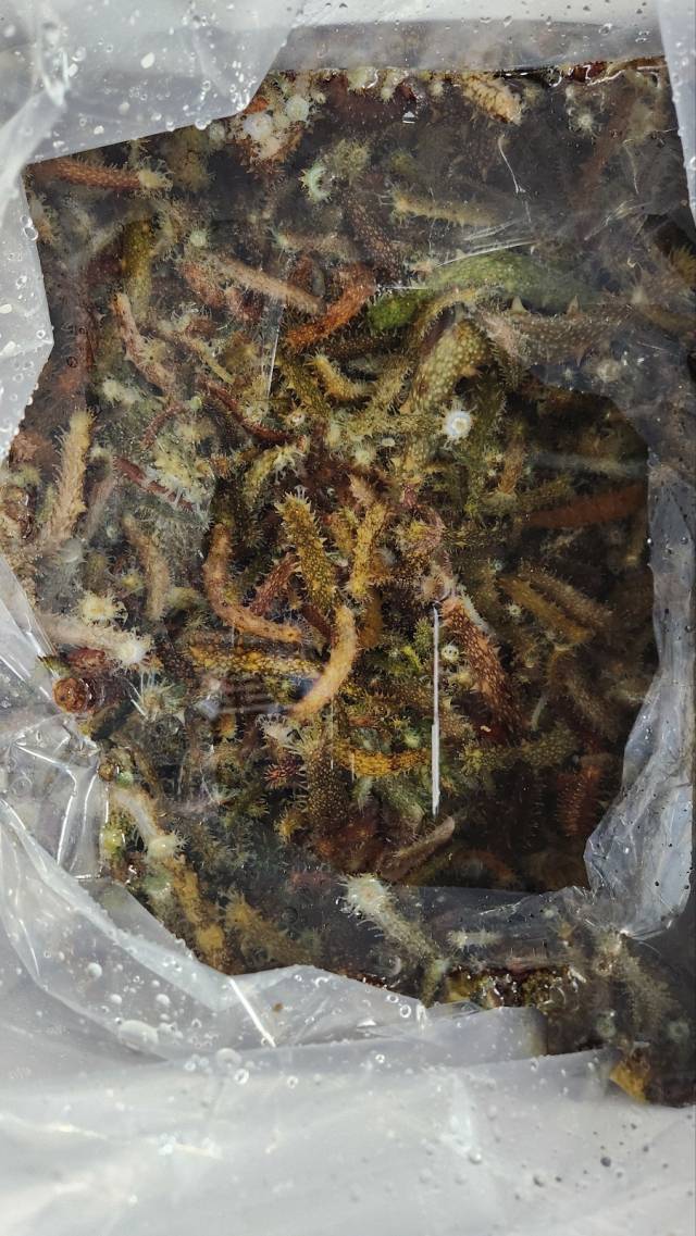 해서물산 배순희의 해삼 건강탕 70그램30봉 썸네일 3