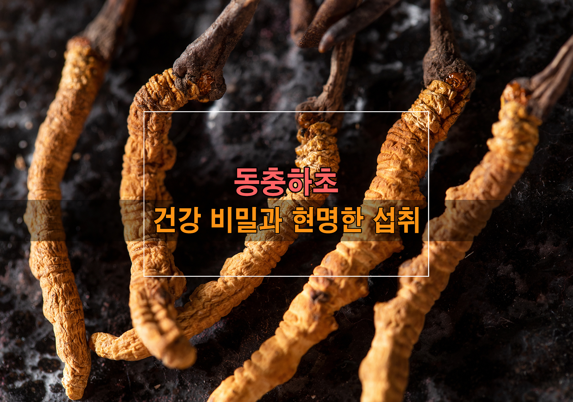 (주)한보메디팜 위세당당 동충하초 100ml 라벨 썸네일 3