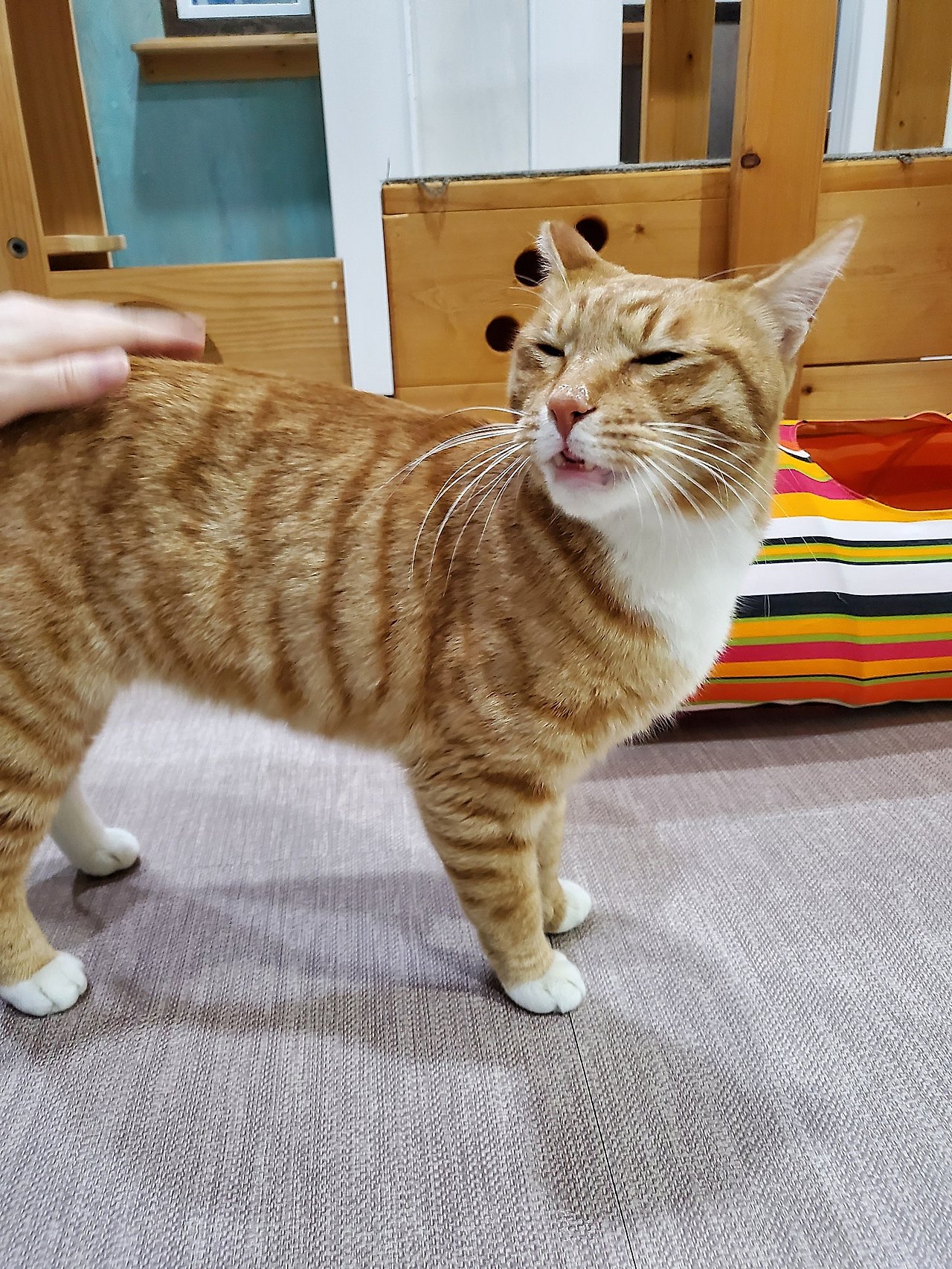 썬데코 고양이 썸네일 2