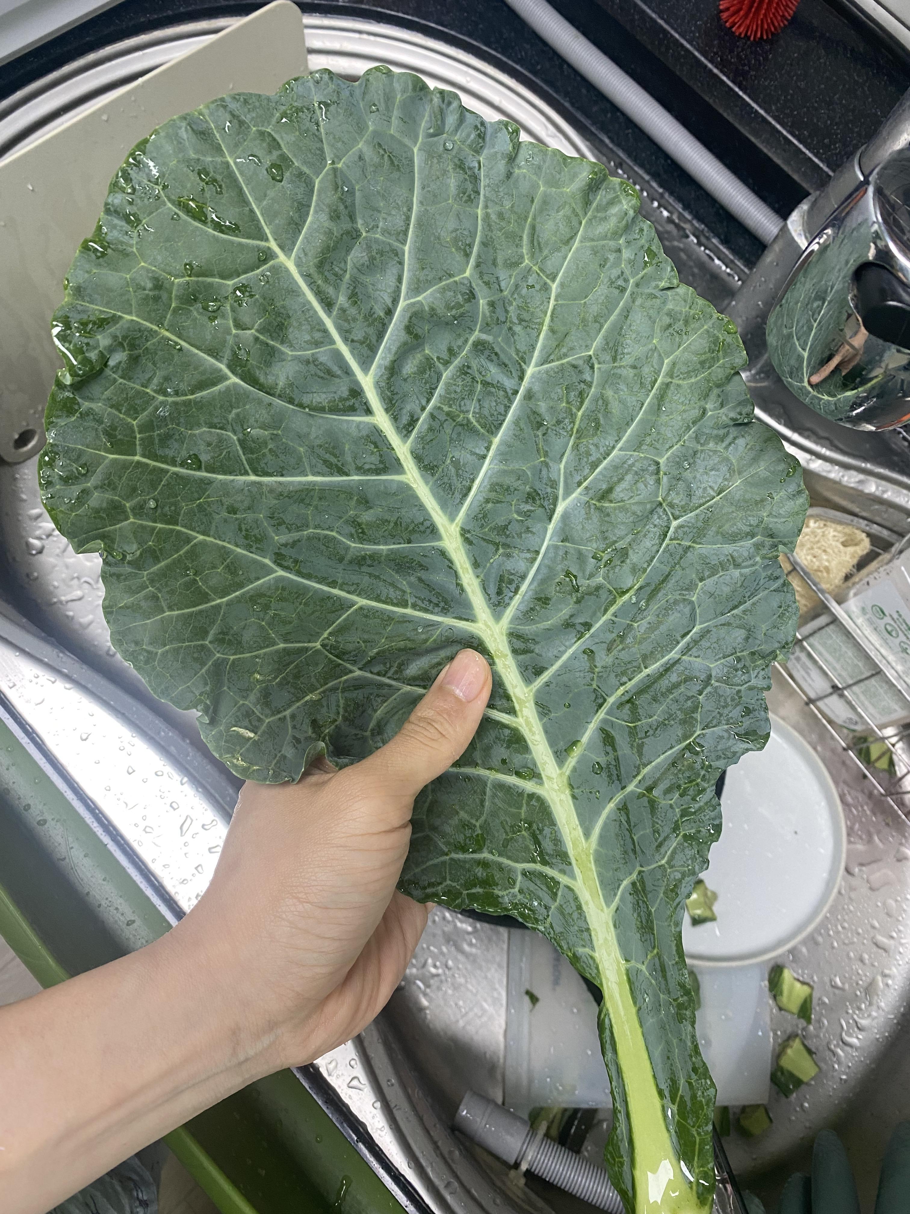 씨엔웰빙영양콩(소분)2kg 썸네일 3