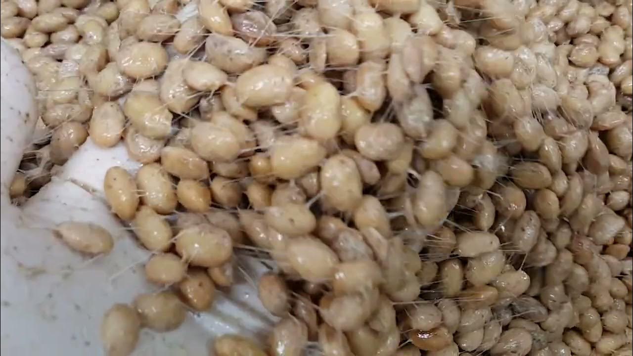낚지매운탕 낚지36.16% 550G 썸네일 3