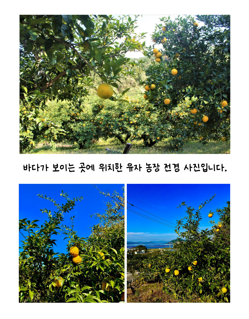 거제유자청1K 썸네일 3