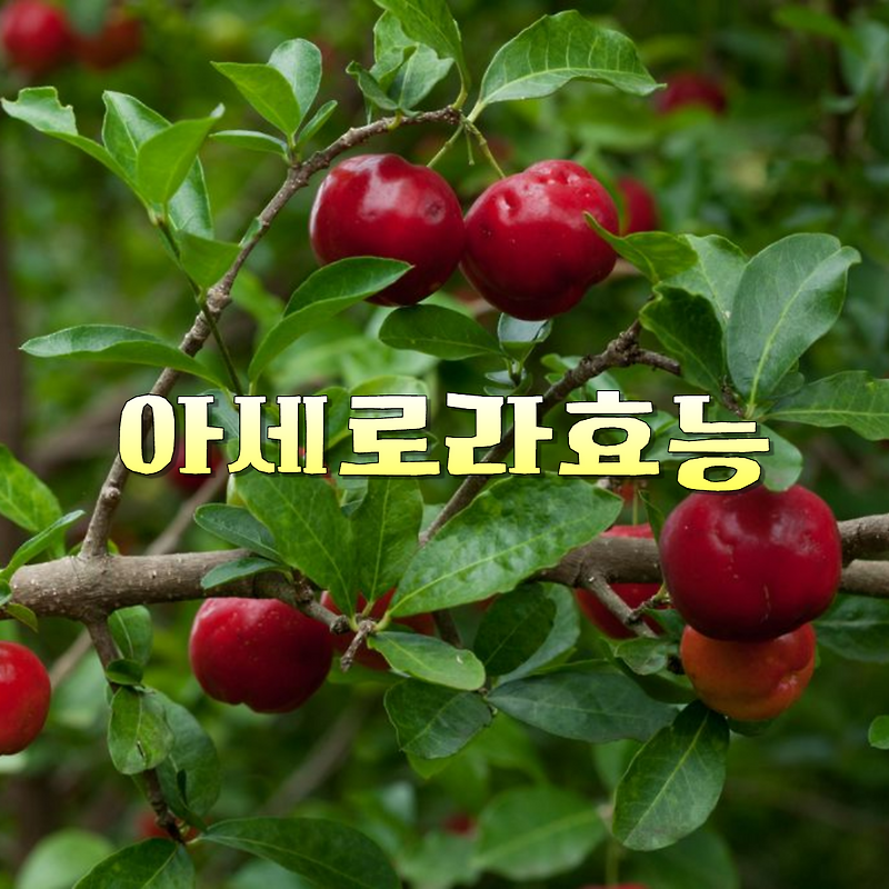 아세로라 썸네일 2