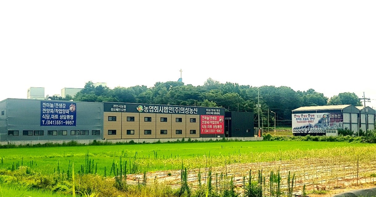 양파 썸네일 2