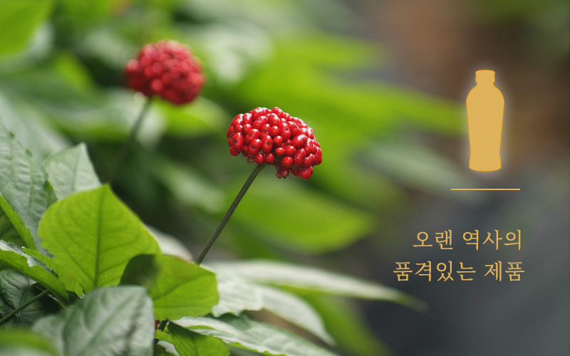 제일홍삼 썸네일 3