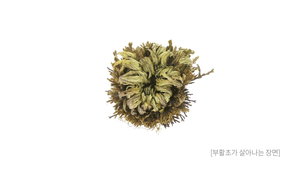 한산원 산양산삼액 80G 썸네일 3