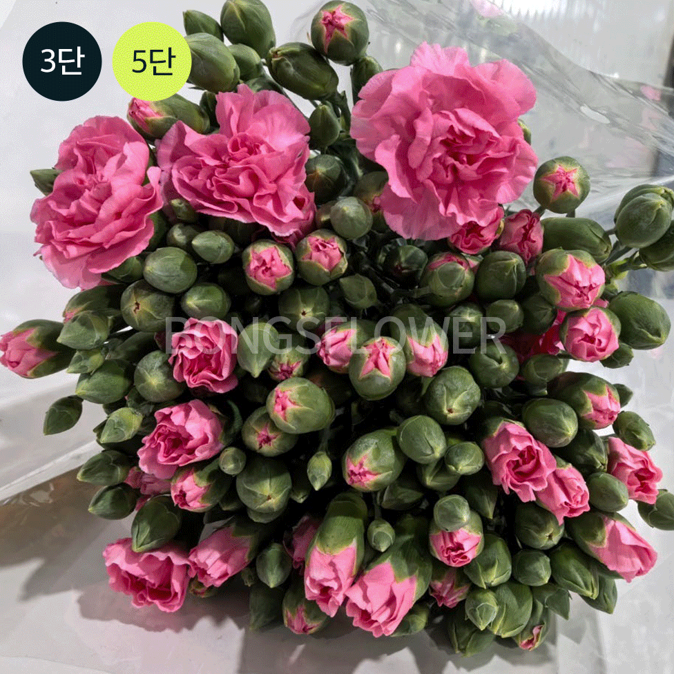 2500 카네이션 썸네일 3