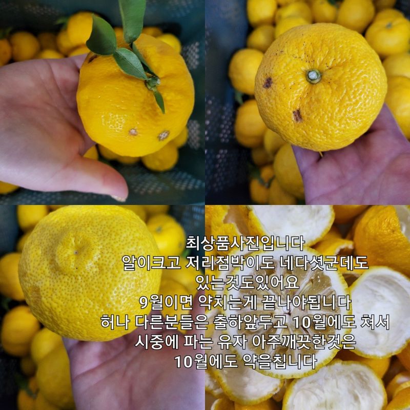 홈플러스 알뜰상품 유자 1.5 썸네일 3