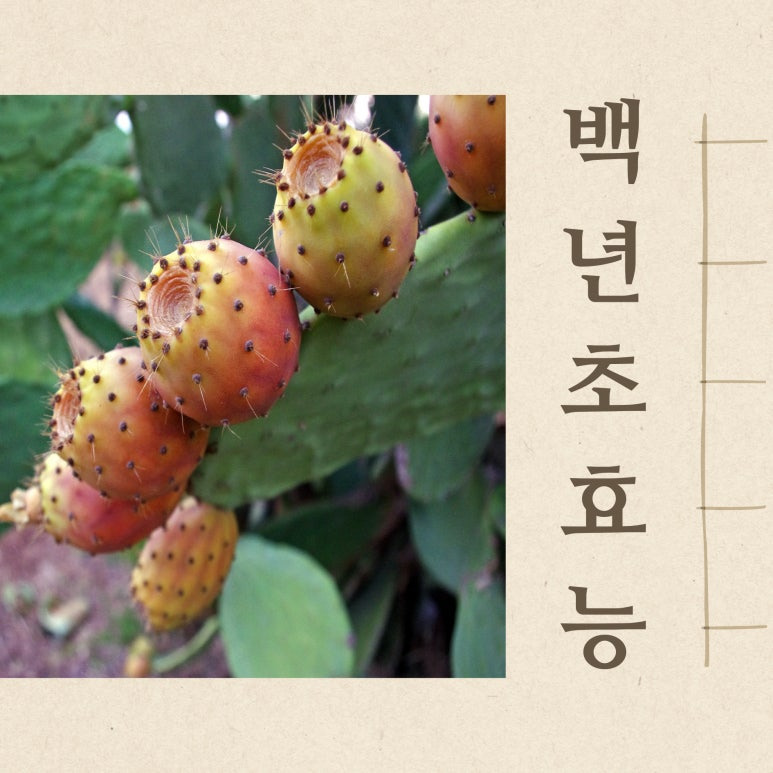 윤선애선인장 백년초 큰박스 썸네일 3