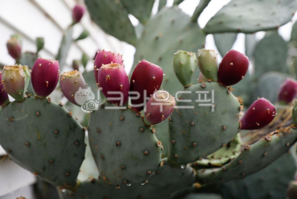 선인장 꿀차 선인장65% 1100G 썸네일 2
