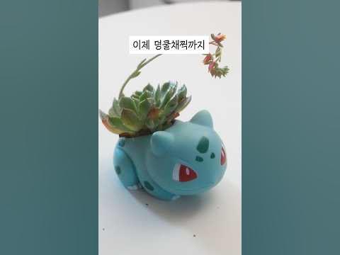 이상해꽃의 덩쿨채찍 솔티카라멜룰 썸네일 3