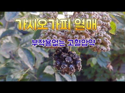 가시오가피와 썸네일 3