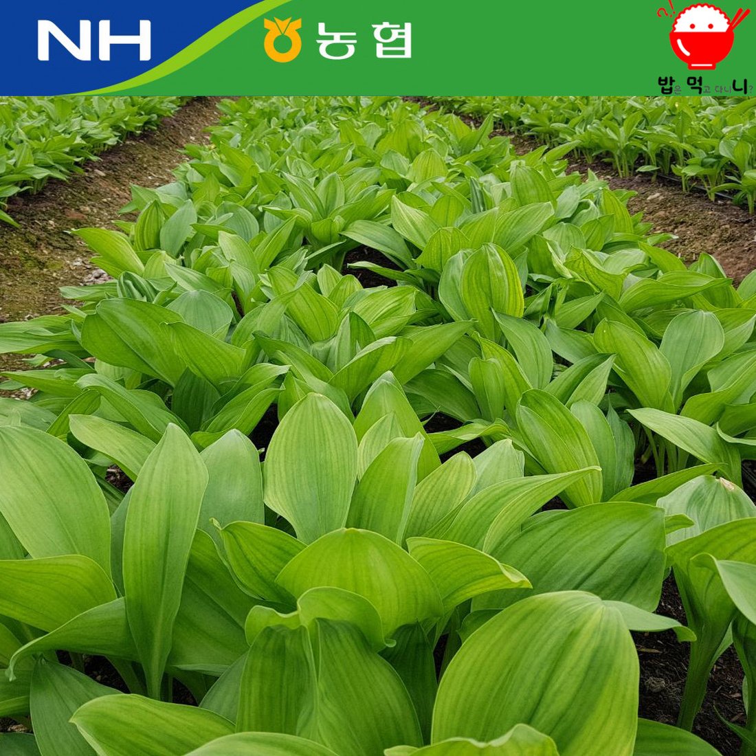 인제 마국수 마4% 1KG 썸네일 3