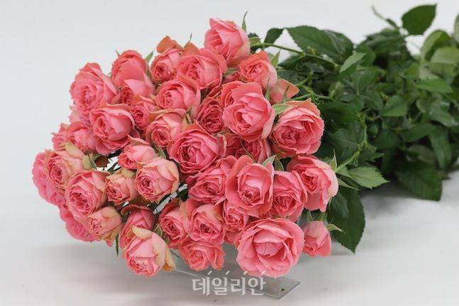 플라워버블머신-장미 썸네일 3