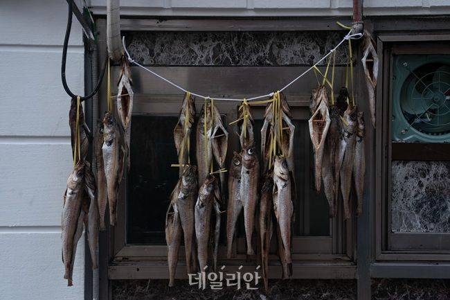 명태 썸네일 3