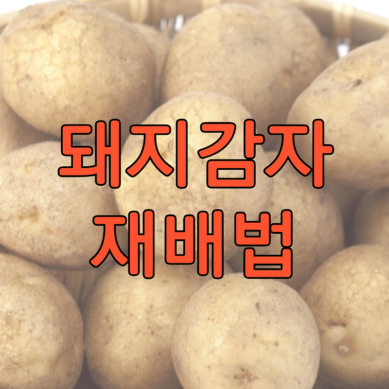 돼지감자 환 썸네일 3