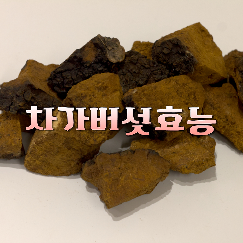 차가버섯 썸네일 2