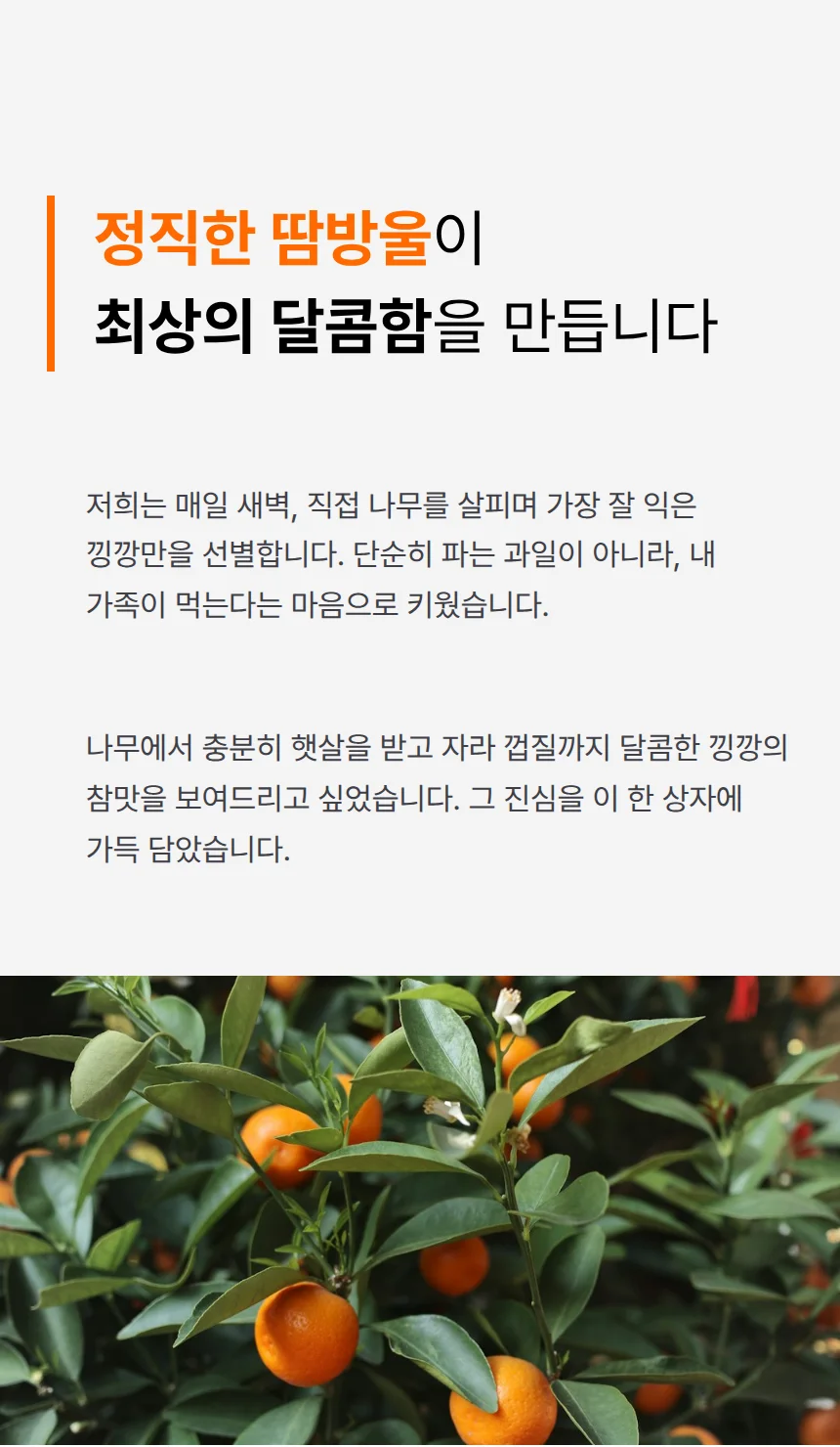 고시볼-금귤 썸네일 3
