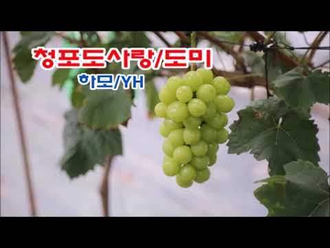 포도사랑 썸네일 3