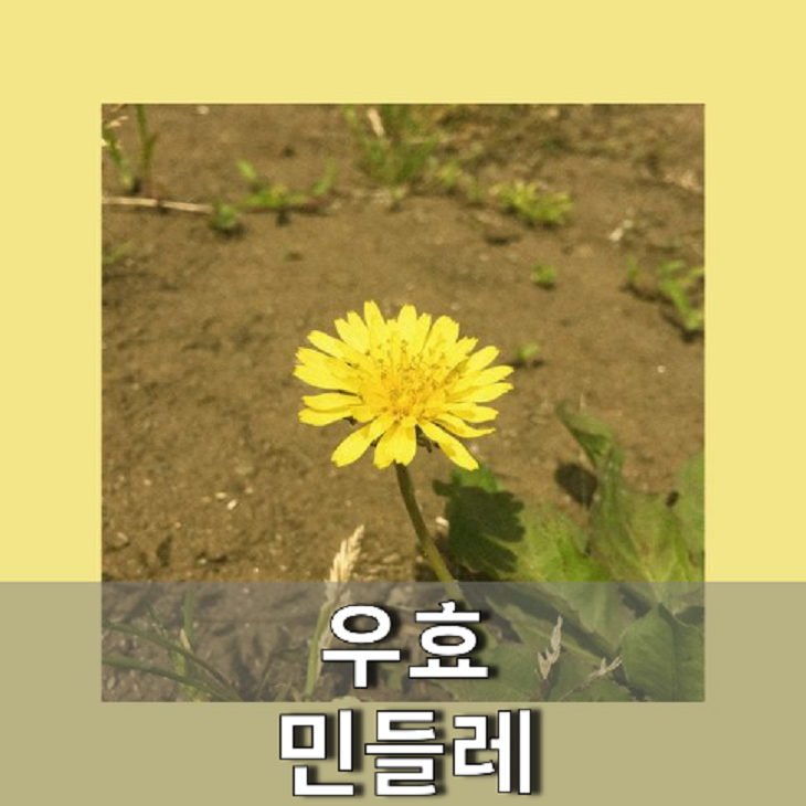 민들레 효액 700ml 썸네일 2