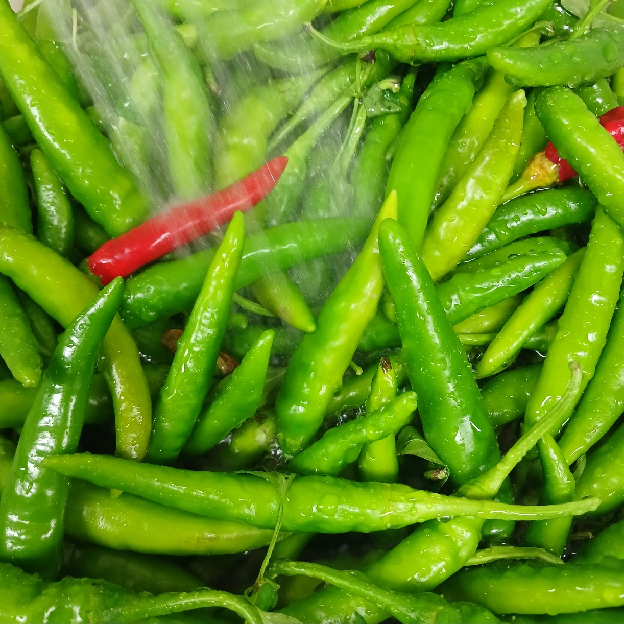 정민옥장아찌 청양고추 200g(청미원) 썸네일 2