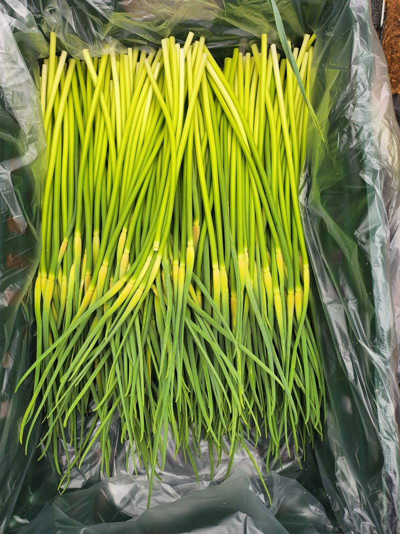 마늘쫑 1kg 썸네일 2