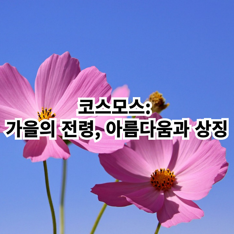 코스모스 딸기팅촉27g 썸네일 2