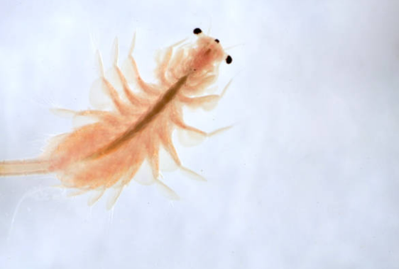 A)꼬마새우 기르기 썸네일 3