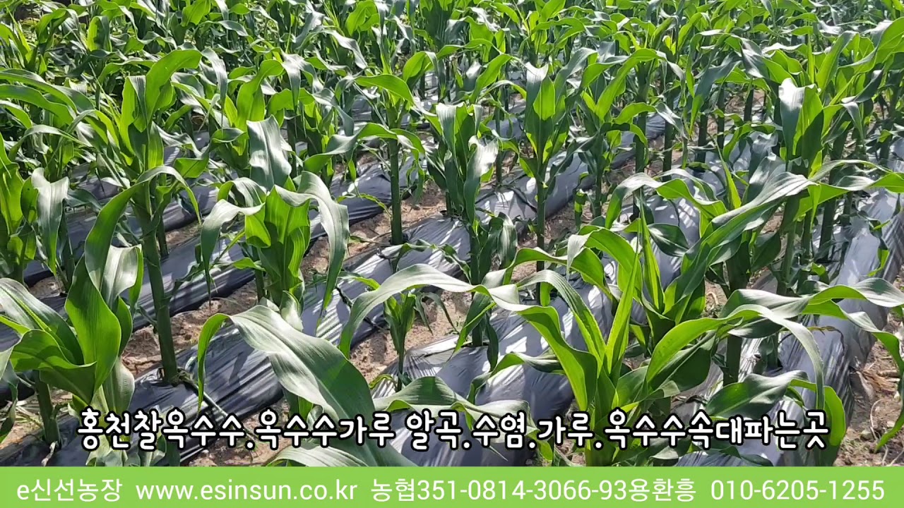 홍천찰옥수수(미흑2입) 썸네일 3