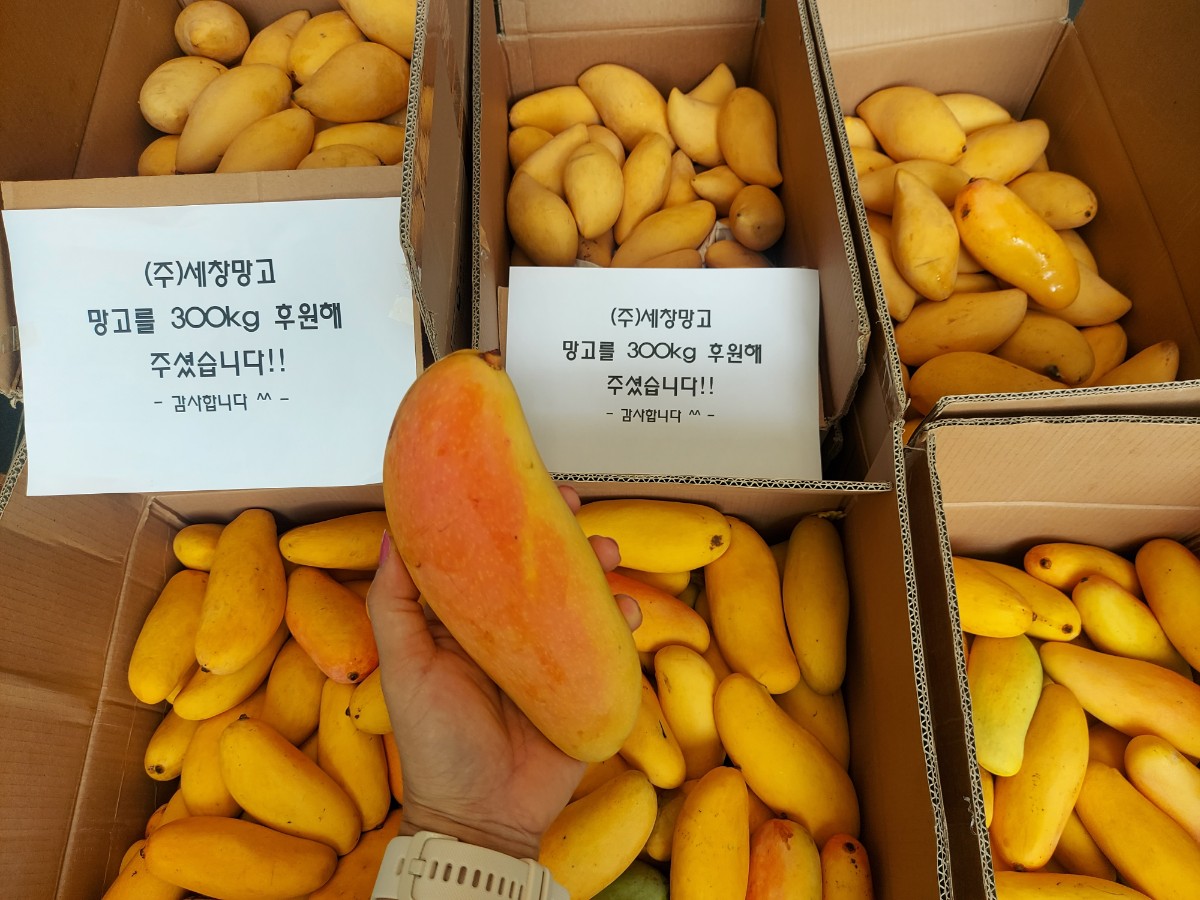 망고 썸네일 2