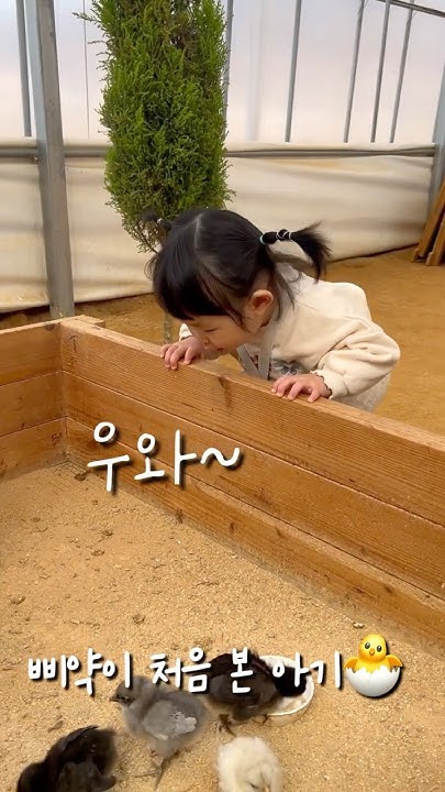 본본스티커-삐약이 썸네일 3