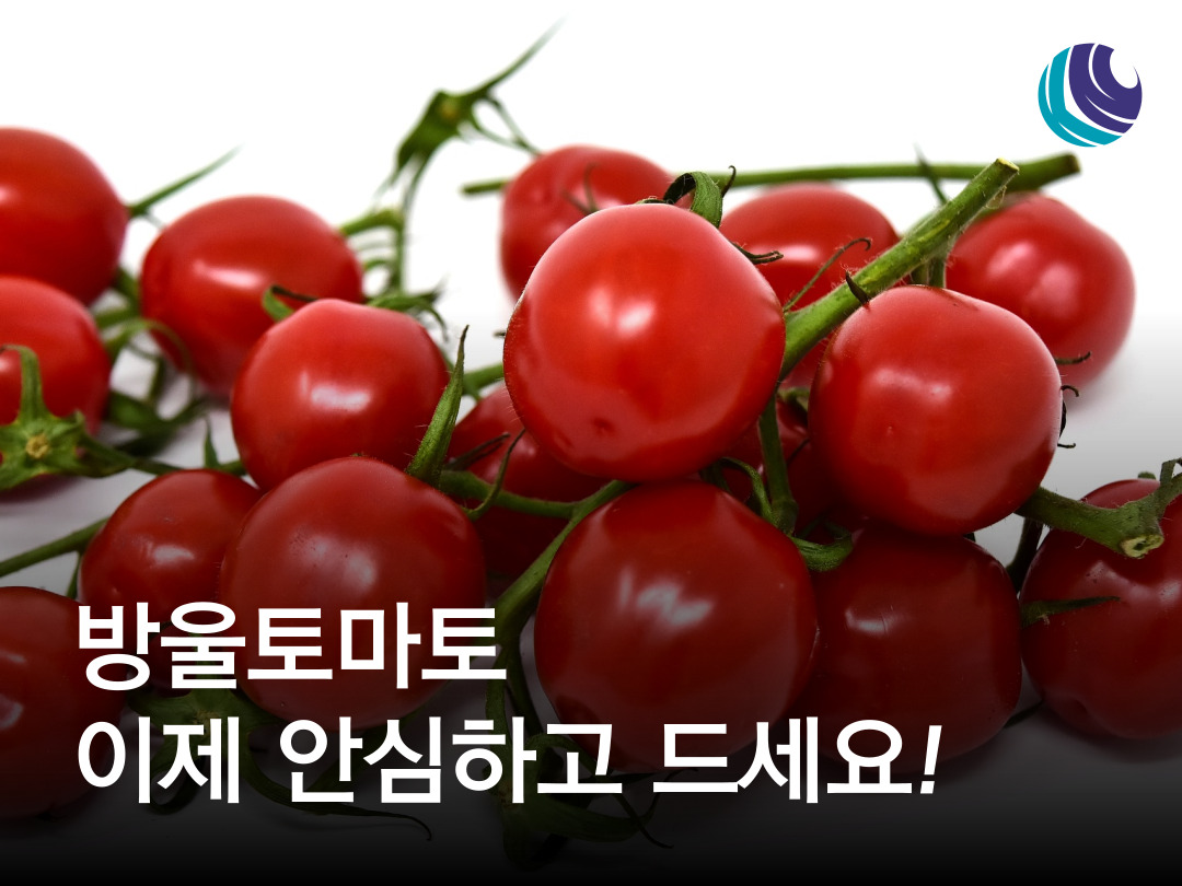 방울토마토180g 썸네일 3