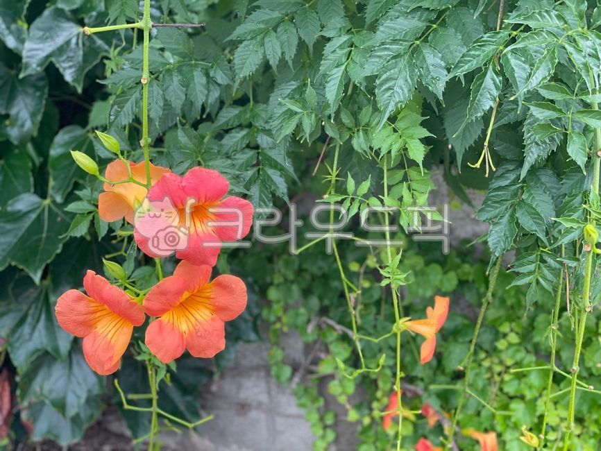 능소화 썸네일 2