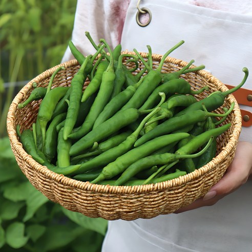 참새미고추맛내기 5kg 썸네일 2