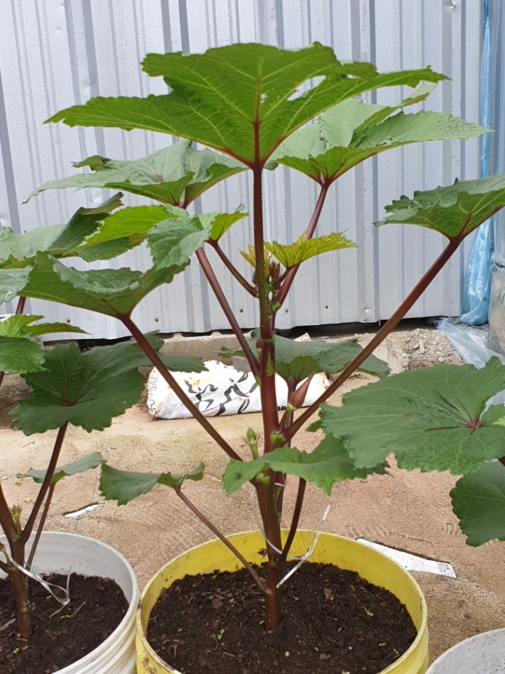 새싹파워500g 썸네일 3