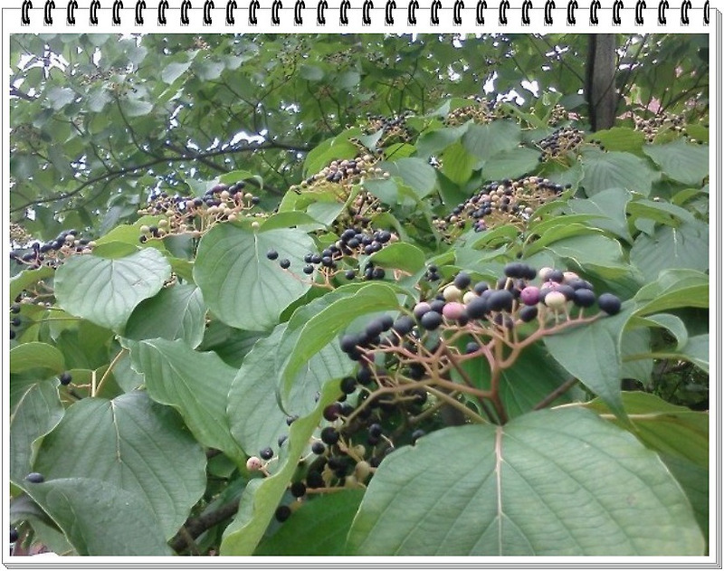 (주)웰팜 자연원 헛개나무 열매  x 30EA 썸네일 2