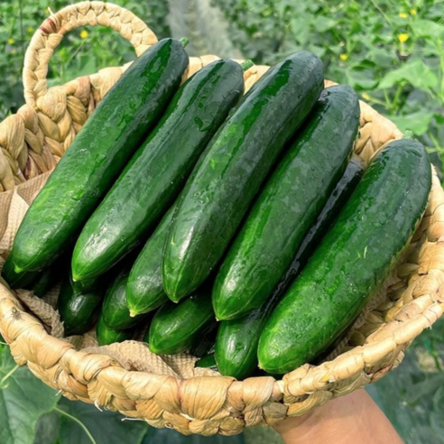 오이지 2kg 썸네일 2